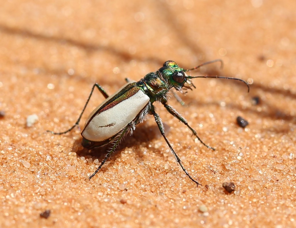 Coral Pink Sand Dunes Tiger Beetle