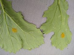 Epilachna varivestis