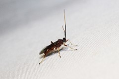 Aleiodes quebecensis