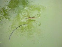 Limnoporus dissortis