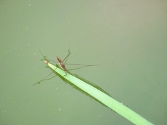 Limnoporus dissortis