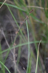 Galium virgatum
