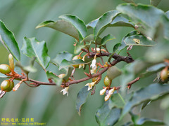 Elaeagnus thunbergii