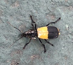 Chauliognathus tripartitus