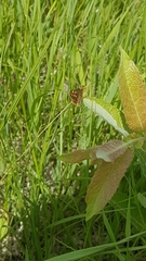 Carterocephalus mandan