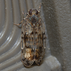 Melanoliarus placitus