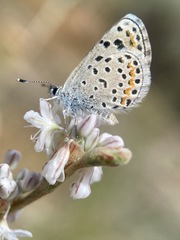 Euphilotes spaldingi