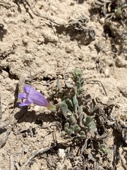 Penstemon caespitosus desertipicti