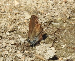 Satyrium esculi
