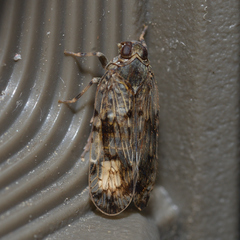Melanoliarus placitus