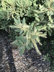 Chrysolepis sempervirens