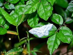 Leucodrepana serratilinea