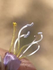 Penstemon caespitosus desertipicti