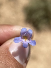 Penstemon caespitosus desertipicti