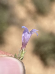 Penstemon caespitosus desertipicti