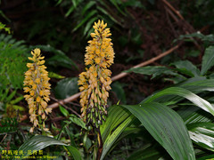 Calanthe formosana