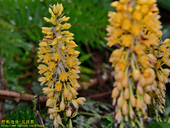 Calanthe formosana
