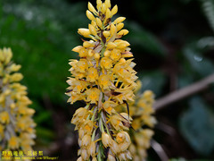 Calanthe formosana