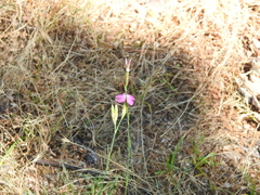 Dianthus deltoides