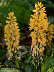 Calanthe formosana