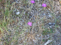 Dianthus deltoides