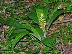 Calanthe formosana