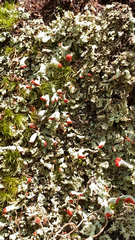 Cladonia incrassata