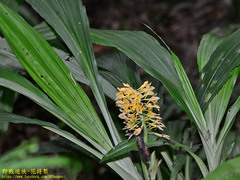 Calanthe formosana