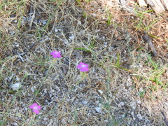 Dianthus deltoides