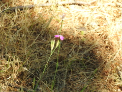 Dianthus deltoides