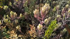 Chloropyron maritimum