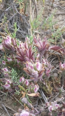 Chloropyron maritimum maritimum