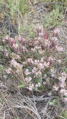 Chloropyron maritimum maritimum