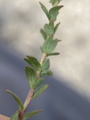 Ivesia sabulosa