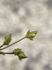 Ivesia sabulosa
