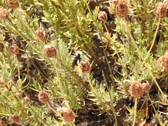 Dasypogon