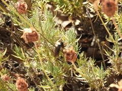 Dasypogon