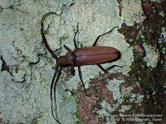 Aegosoma sinicum sinicum