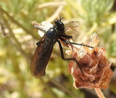 Dasypogon