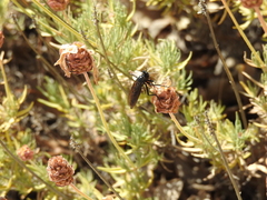 Dasypogon