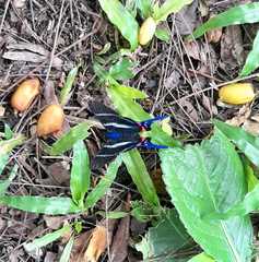 Rhetus arcius