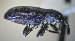 Magdalis hispoides