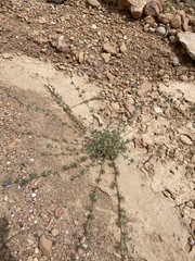 Astragalus kentrophyta