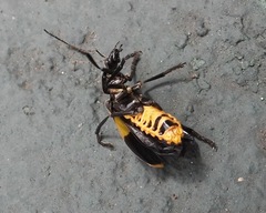 Chauliognathus tripartitus