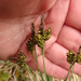 Carex stylosa - Photo (c) kilasiak, algunos derechos reservados (CC BY-NC), subido por kilasiak