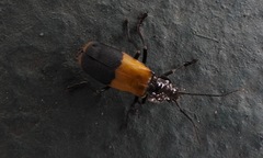 Chauliognathus tripartitus