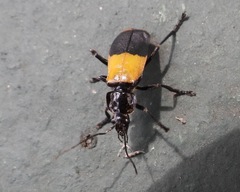 Chauliognathus tripartitus