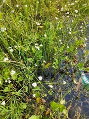 Alisma plantago-aquatica