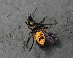 Chauliognathus tripartitus
