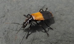 Chauliognathus tripartitus